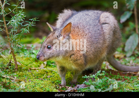 Red-necked Pademelon beobachten. Stockfoto