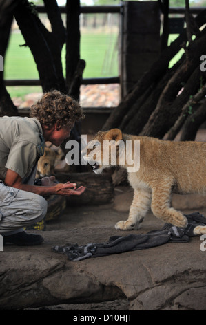 Löwenbabys spielen mit einem Spiel Keeper in Gefangenschaft in Südafrika. Stockfoto