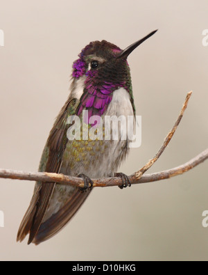 Eine männliche Costa Kolibri thront auf einem dünnen Ast. Stockfoto