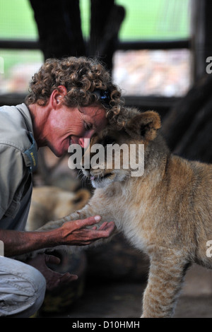 Löwenbabys spielen mit einem Spiel Keeper in Gefangenschaft in Südafrika. Stockfoto