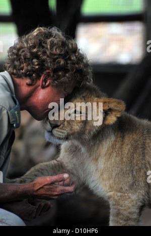 Löwenbabys spielen mit einem Spiel Keeper in Gefangenschaft in Südafrika. Stockfoto