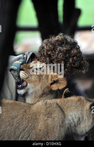 Löwenbabys spielen mit einem Spiel Keeper in Gefangenschaft in Südafrika. Stockfoto