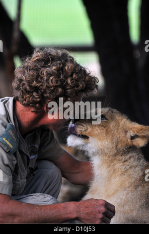 Löwenbabys spielen mit einem Spiel Keeper in Gefangenschaft in Südafrika. Stockfoto