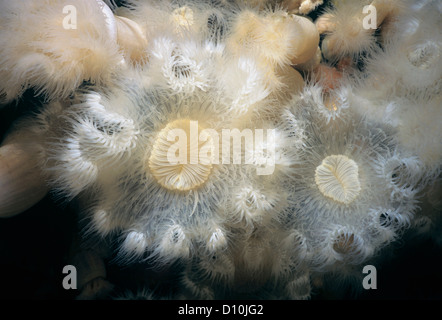 Nahaufnahme der White-Plumed Anemonen (Metridium Farcimen). Königin Charlotte Strait, Britisch-Kolumbien, Kanada, Nord-Pazifik Stockfoto