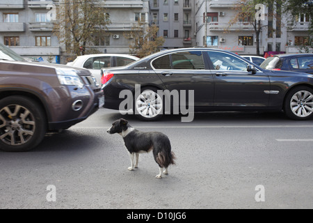 Bukarest, Rumänien, wilder Hund auf der Straße im Zentrum von Bukarest Stockfoto