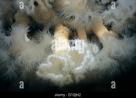 Nahaufnahme der White-Plumed Anemonen (Metridium Farcimen). Königin Charlotte Strait, Britisch-Kolumbien, Kanada, Nord-Pazifik Stockfoto