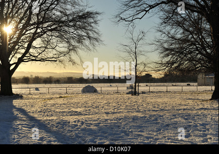 Wintertag im Phoenix Park, Dublin Irland Stockfoto