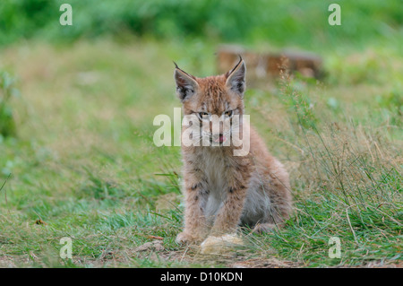 Eurasischer Luchs, Lynx Lynx, eurasische Luchse Stockfoto