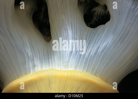 Nahaufnahme der White-Plumed Anemone (Metridium Farcimen). Königin Charlotte Strait, Britisch-Kolumbien, Kanada, Nord-Pazifik Stockfoto