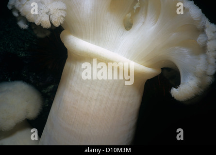 Nahaufnahme der White-Plumed Anemone (Metridium Farcimen). Königin Charlotte Strait, Britisch-Kolumbien, Kanada, Nord-Pazifik Stockfoto