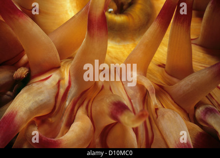 Nahaufnahme der gemalten Urticina Anemone (Urticina Crassicornis). Königin Charlotte Strait, Britisch-Kolumbien, Kanada Stockfoto