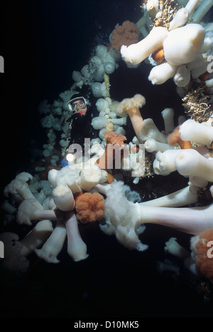 Taucher erforschen Brücke am Saskatchewan (künstliches Riff) bedeckt mit riesigen federen Anemone (Metridium Farcimen) Stockfoto