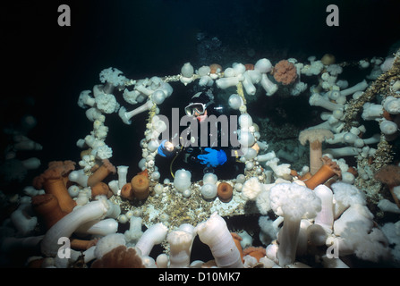 Taucher erforschen Brücke am Saskatchewan (künstliches Riff) bedeckt mit riesigen federen Anemone (Metridium Farcimen) Stockfoto