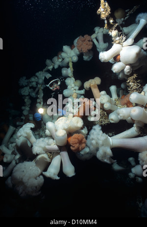 Taucher erforschen Brücke am Saskatchewan (künstliches Riff) bedeckt mit riesigen federen Anemone (Metridium Farcimen) Stockfoto