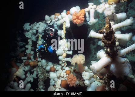 Taucher erforschen Brücke am Saskatchewan (künstliches Riff) bedeckt mit riesigen federen Anemone (Metridium Farcimen) Stockfoto