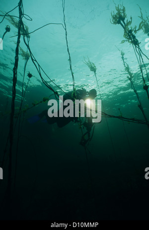 Taucher erkunden Bull Kelp Forest (Nereocystis Luetkeana). Vancouver Island, British Columbia, Kanada, Pazifischer Ozean Stockfoto