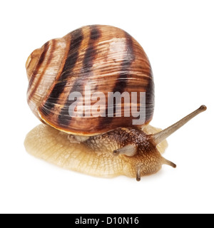 Garten-Schnecke vor weißem Hintergrund Stockfoto