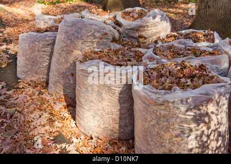 Große, klare Müllbeutel voller Eiche Laub im Herbst, bereit zur Abholung Stockfoto