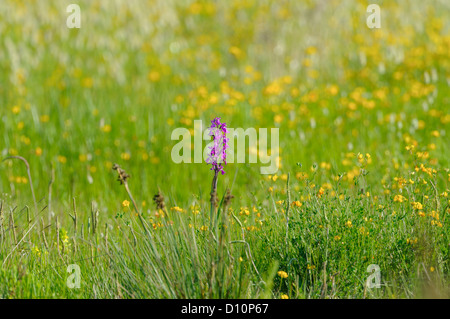 Robustes Knabenkraut, Orchis Robusta, Orchis Palustris SSP robusta Stockfoto