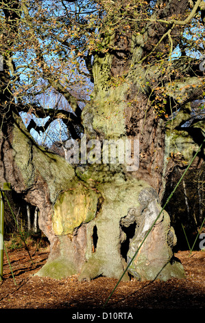 Die große Eiche, eine alte Eiche im Zentrum von Sherwood Forest in Nottinghamshire, England. Stockfoto