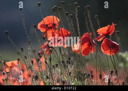 Mohnblumen am Rande eines Feldes in der Nähe des Dorfzentrums in der Provence in Südfrankreich Stockfoto