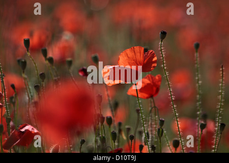 Mohnblumen am Rande eines Feldes in der Nähe des Dorfzentrums in der Provence in Südfrankreich Stockfoto