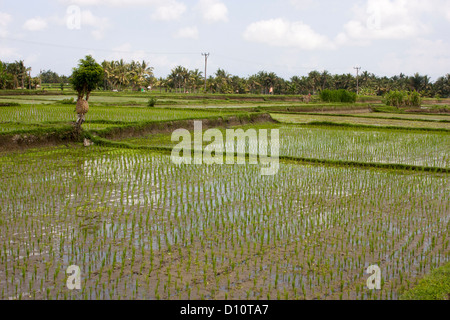 Reis (Oryza Sativa) Wadi auf Bali Stockfoto