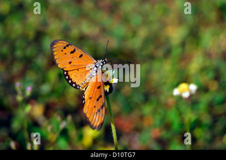 Tawny Coster Schmetterling (Acraea Terpsicore) sitzen auf Blume Stockfoto