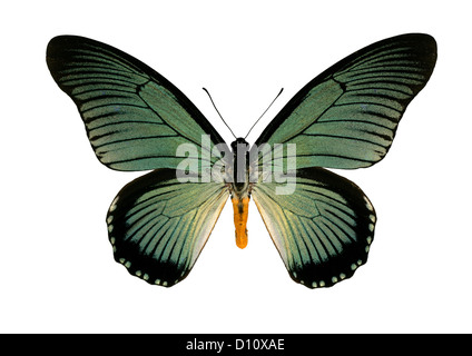 Riesige blaue Schwalbenschwanz-Schmetterling, Papilio Zalmoxis, Papilionidae, Lepidoptera. Afrika. Stockfoto