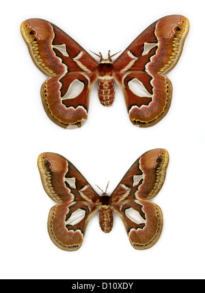 Rothchild des Atlas Motten, Rothschildia Jacobaeae, Saturniidae. Brazilien. Männliche (unten) und weibliche (oben). Stockfoto