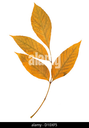 Asche Baum Blatt isoliert auf dem weißen Stockfoto