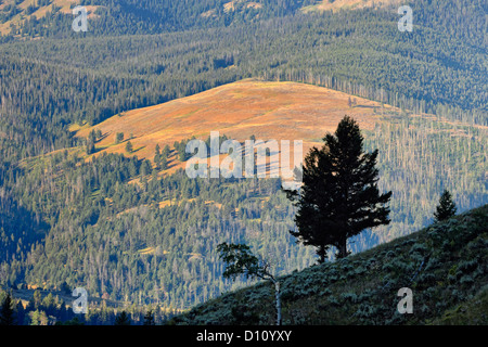 Lamar Valley an der Dämmerung, Yellowstone NP, Wyoming, USA Stockfoto