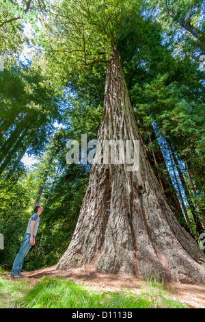 Ein junger Mann stehen und blickte zu riesigen Redwood-Bäume im Big Basin Redwoods State Park, Kalifornien. Stockfoto