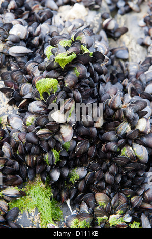 Gemeinsamen Miesmuschel (Mytilus Edulis) auf Felsen in der Nähe von Strand, Cornwall. Stockfoto