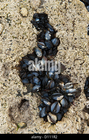 gemeinsamen Miesmuschel (Mytilus Edulis) auf Felsen bedeckt in kleinen Entenmuscheln. Stockfoto