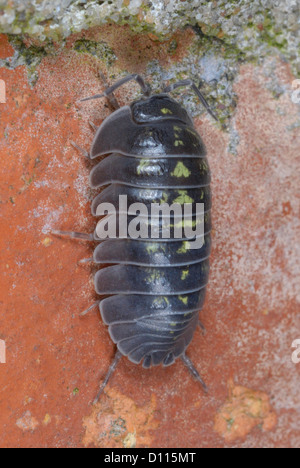 Südlichen Pille Assel (Armadillidium Depressum) auf eine alte Gartenmauer Stockfoto