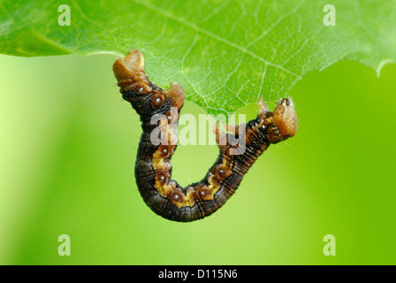 Fleckige Umber Raupe (Erannis Defoliaria) Fütterung auf einem Eichenblatt Stockfoto