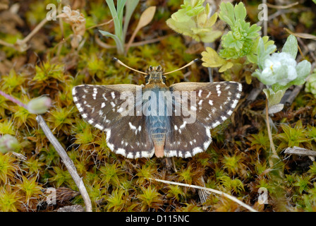 Rot-Underwing Skipper (Spialia Sertorius) in den Pyrenäen Stockfoto