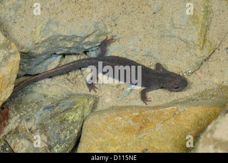 Pyrenäen Brook Salamander (Calotriton Asper) in den Pyrenäen Stockfoto