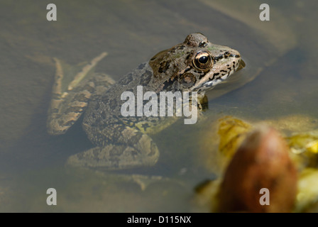 Iberische Wasser Frosch (außer Perezi) in Monfrague National Park, Spanien Stockfoto