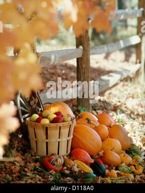 HERBSTLICHE STILLLEBEN VON HOLZZAUN KORB ÄPFEL KÜRBISSE SQUASH LAUB BLÄTTER FALLEN Stockfoto