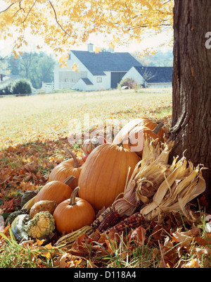 GRUPPIERUNG VON HERBSTGEMÜSE AUF BASIS DER FARM BAUM Stockfoto