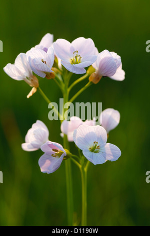 Lady's Kittel oder Kuckuck Blume (Cardamine Pratensis) im Abendlicht. Blüten in einer Wiese auf einem Bio-Bauernhof. Powys, Wales. Stockfoto