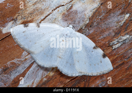 White-Ritzel gefleckte Motte (Lomographa Bimaculata). Powys, Wales. Mai. Stockfoto