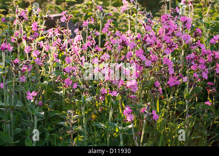 Red Campion (Silene Dioica) Blüte. Shropshire, England. Mai. Stockfoto