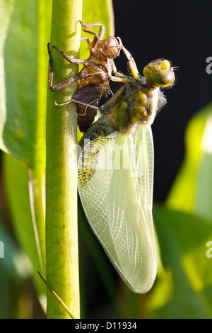 Breit-bodied Chaser Libelle (Libellula Depressa). Neu entstanden, Erwachsene ruht auf der Exuvia. Shropshire, England. Mai. Stockfoto