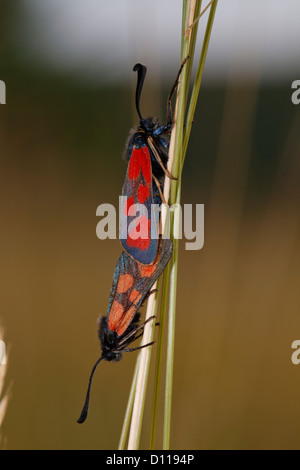 Paarung schlanke Scotch Burnet Motten (Zygaena Loti). Causses de Gramat. Lot Region, Frankreich. Juni Stockfoto