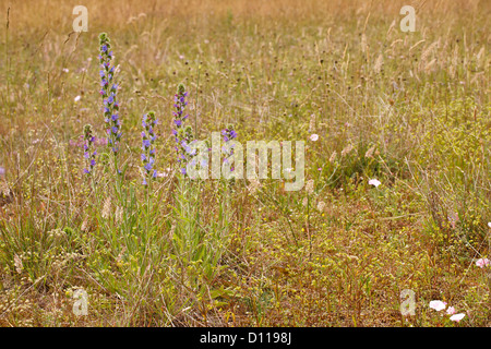 Viper's Bugloss (Echium Vulgare) Blüte. Auf dem Causse de Gramat, viel Region, Frankreich. Juni Stockfoto