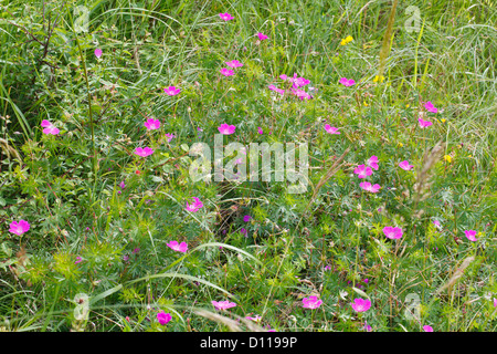 Blutige Storchschnabel (Geranium Sanguineum) Blüte. Auf dem Causse de Gramat, viel Region, Frankreich. Juni Stockfoto