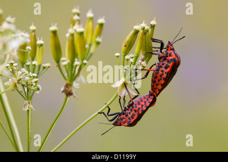 Paarung gestreiften Shieldbugs (Graphosoma Lineatum unsere) auf Samen von einem Doldengewächse. Auf dem Causse de Gramat, Frankreich. Stockfoto